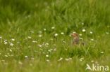 Grey Partridge (Perdix perdix)