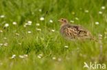 Grey Partridge (Perdix perdix)