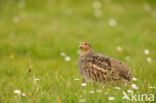 Grey Partridge (Perdix perdix)