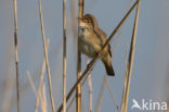 Eurasian Reed-Warbler (Acrocephalus scirpaceus)