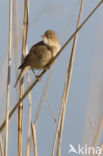 Eurasian Reed-Warbler (Acrocephalus scirpaceus)