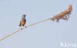 Blauwborst (Luscinia svecica)