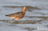 Bar-tailed Godwit (Limosa lapponica)