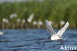 Zwartkopmeeuw (Larus melanocephalus)