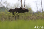 Elk (Alces alces)
