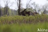 Elk (Alces alces)