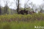 Elk (Alces alces)