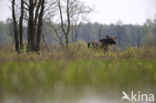 Elk (Alces alces)