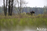 Eland (Alces alces)