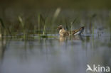 Ruff (Philomachus pugnax)