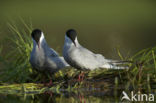 Whiskered Tern (Chlidonias hybridus)