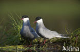 Whiskered Tern (Chlidonias hybridus)