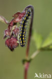 Scarlet Tiger (Callimorpha dominula)