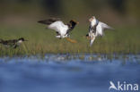 Ruff (Philomachus pugnax)