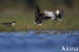 Ruff (Philomachus pugnax)