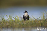 Ruff (Philomachus pugnax)