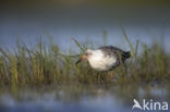 Ruff (Philomachus pugnax)