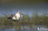 Ruff (Philomachus pugnax)