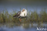 Ruff (Philomachus pugnax)