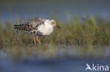 Ruff (Philomachus pugnax)