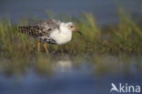 Ruff (Philomachus pugnax)