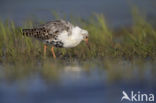 Ruff (Philomachus pugnax)