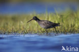 Spotted Redshank (Tringa erytrhopus                    )