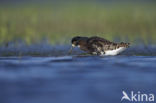 Ruff (Philomachus pugnax)