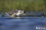 Ruff (Philomachus pugnax)