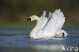 Knobbelzwaan (Cygnus olor)