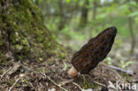 Black morel (Morchella elata)