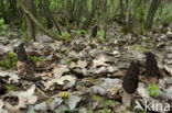 Kegelmorielje (Morchella elata)