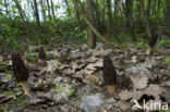 Black morel (Morchella elata)