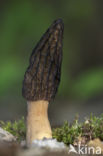 Kegelmorielje (Morchella elata)