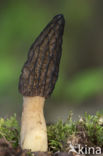 Kegelmorielje (Morchella elata)