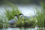 Whiskered Tern (Chlidonias hybridus)