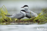 Whiskered Tern (Chlidonias hybridus)