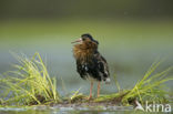 Ruff (Philomachus pugnax)