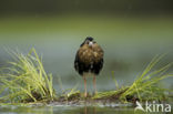 Ruff (Philomachus pugnax)