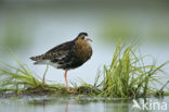 Ruff (Philomachus pugnax)