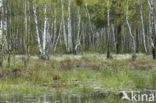 Kraanvogel (Grus grus)