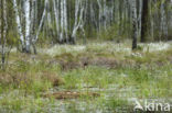 Common Crane (Grus grus)