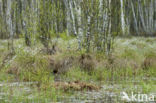 Common Crane (Grus grus)