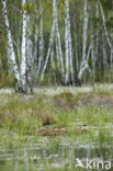 Common Crane (Grus grus)