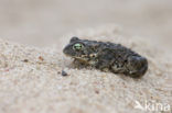 Rugstreeppad (Bufo calamita