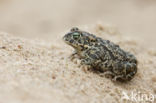 Rugstreeppad (Bufo calamita