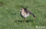 Kemphaan (Philomachus pugnax)