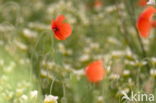 Klaproos (Papaver spec.)