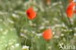 Klaproos (Papaver spec.)