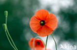 Poppy (Papaver spec.)